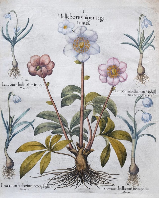 Christmas roses