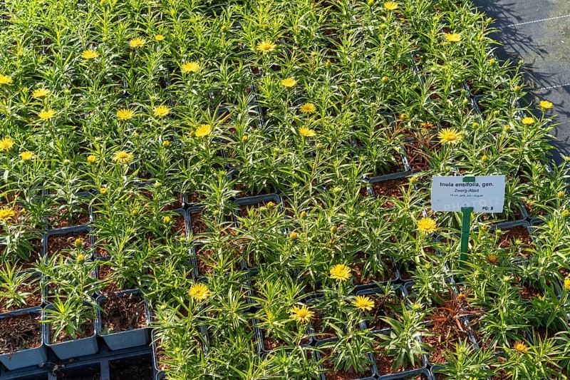 A bed of flowering plants inula ensufolia
