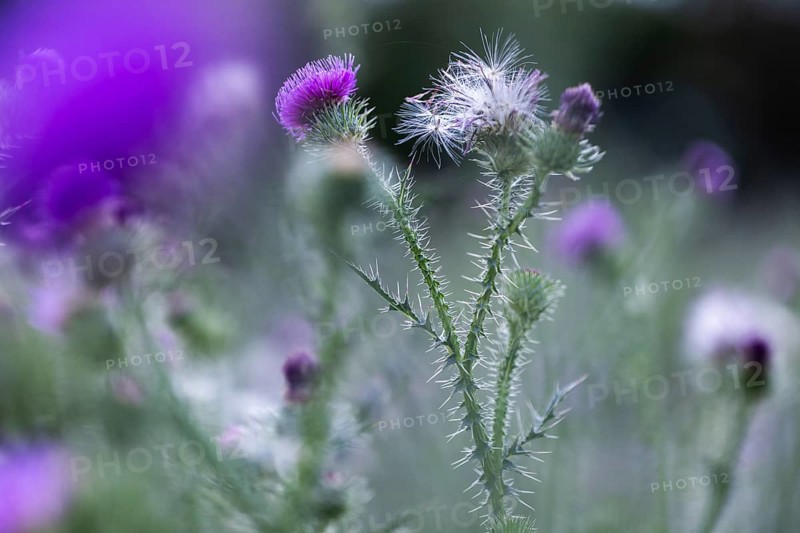 Flowers and seeds of a thistle