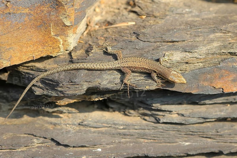 Common wall lizard