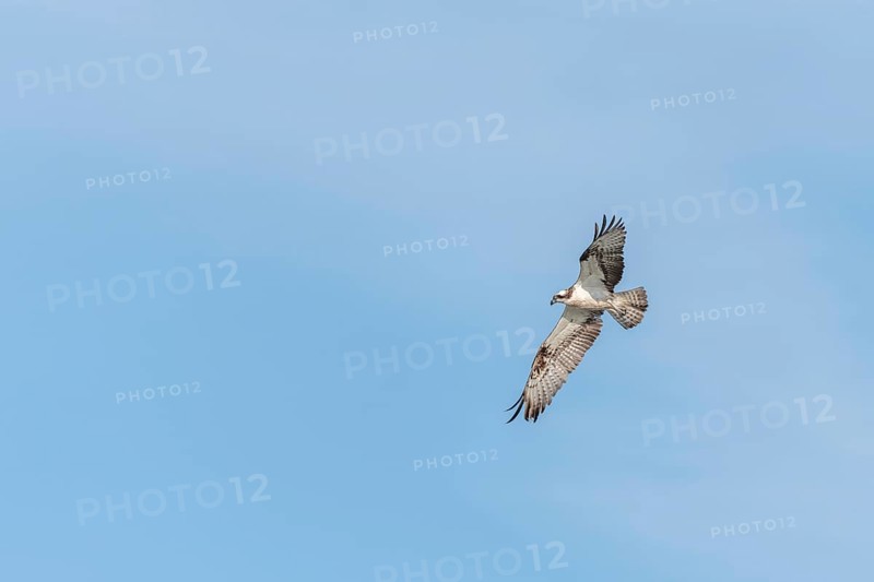 Western osprey