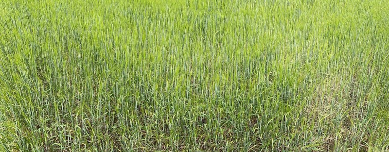 Barley