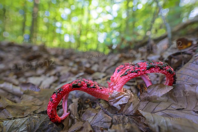 Octopus stinkhorn