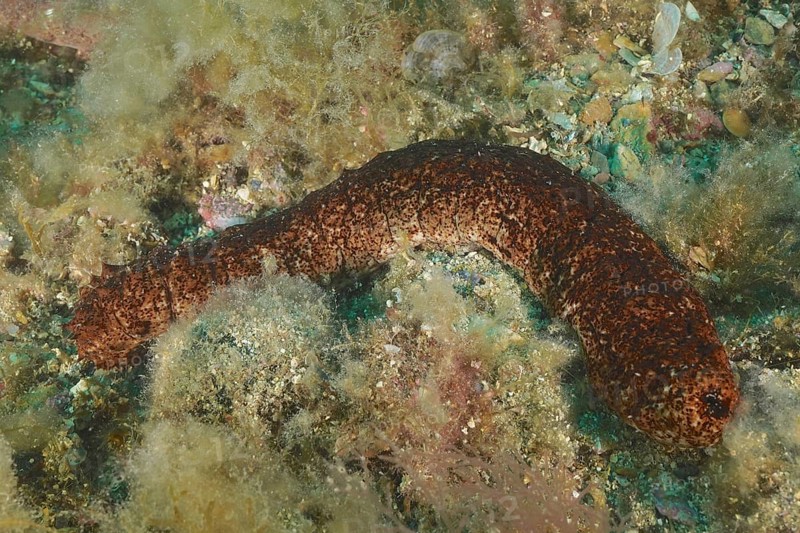 Variable sea cucumber
