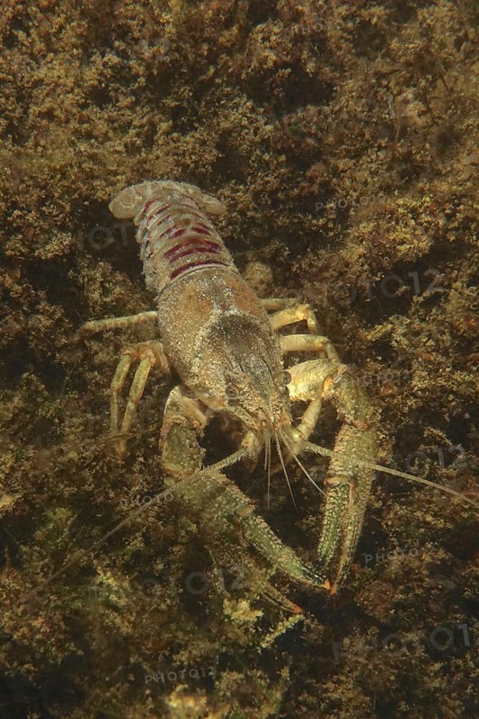 Crayfish