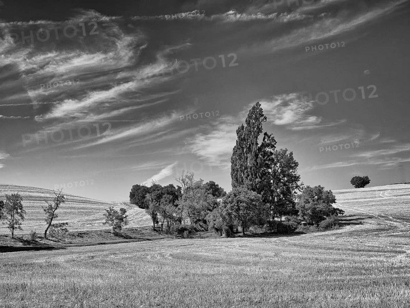 Group of trees on wheat field with cirrus