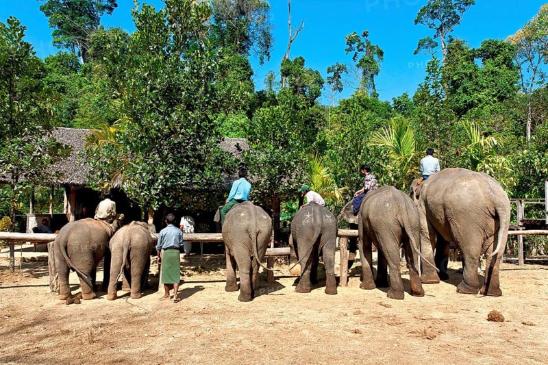 Asian elephant