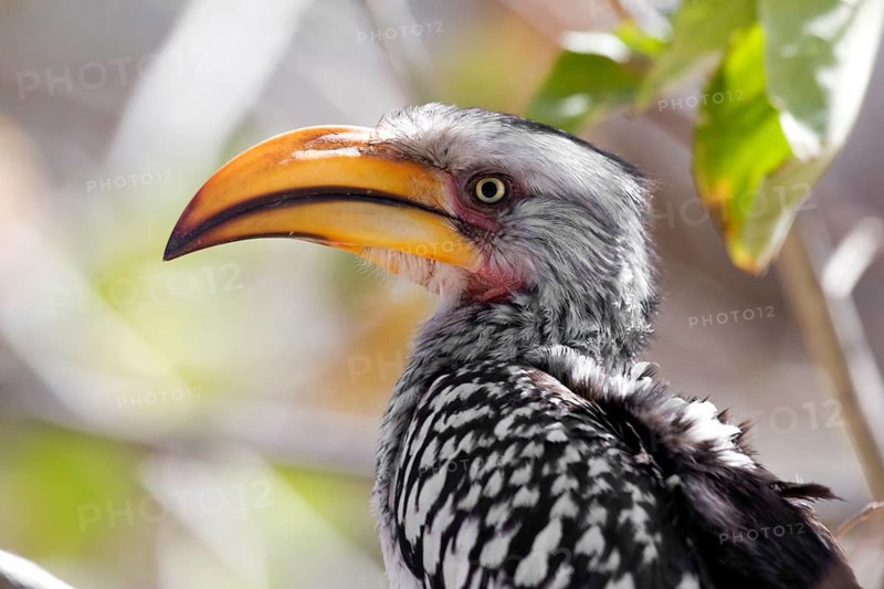 Red-ringed Hornbill or Southern Yellow-billed Hornbill