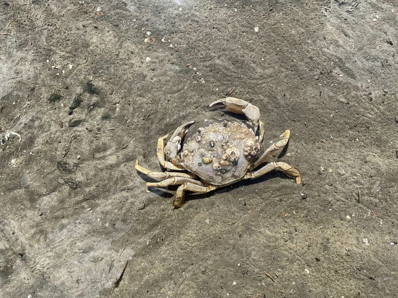 Common shore crab