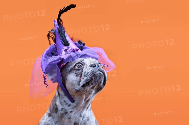 French Bulldog dog with Halloween costume witch hat on orange background with copy space