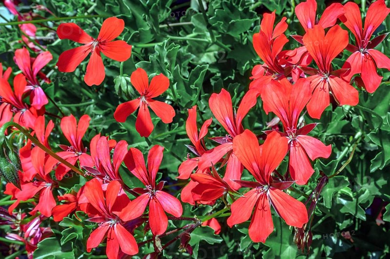 Geraniums