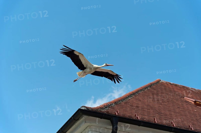 White stork