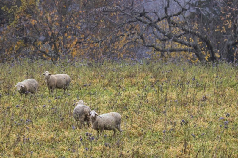 Sheep in a meadow
