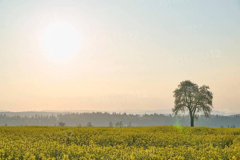 Rape field