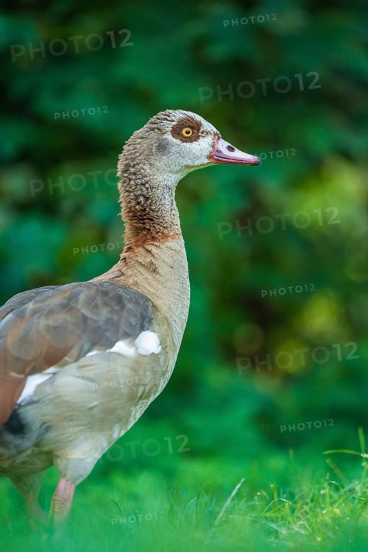 Egyptian goose in meadow