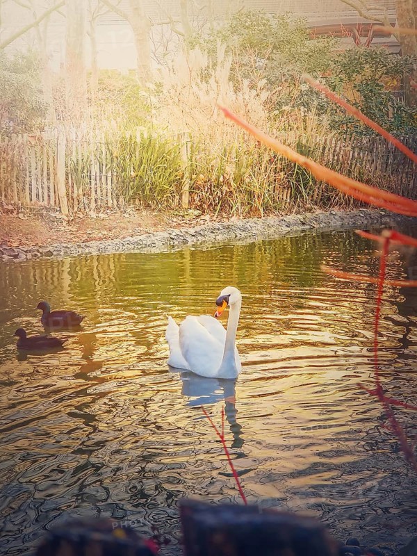 White swan and wild ducks floating on the lake in the park in the warm sunset rays