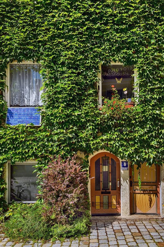 With boston ivy