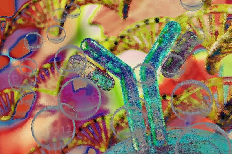 The cellular immune response is triggered by T cells that have been activated by a suitable antigen. On the one hand