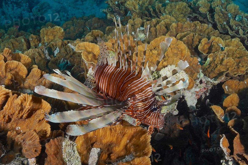 Pacific red lionfish