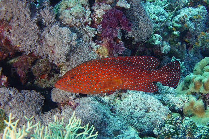 Vermillion seabass
