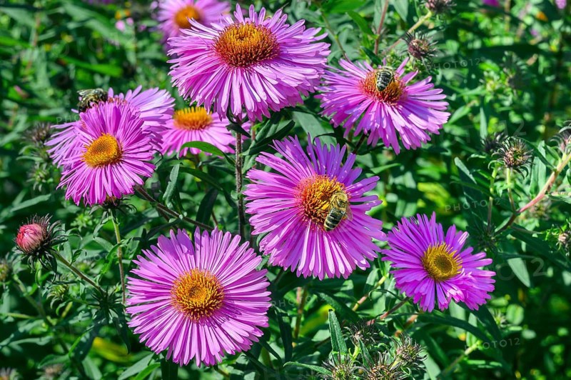 New england asters