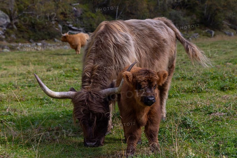 Scottish Highland Cattle