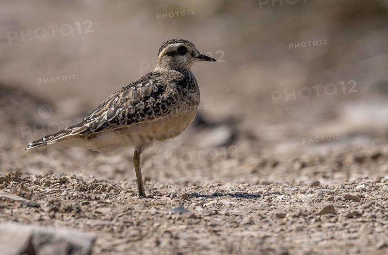 Mornell's charadriid