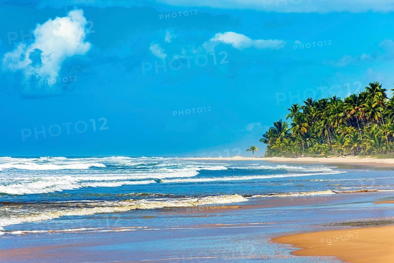 Beautiful completely deserted Sargi beach surrounded by coconut trees on a sunny day in Serra Grande on the south coast of Bahia
