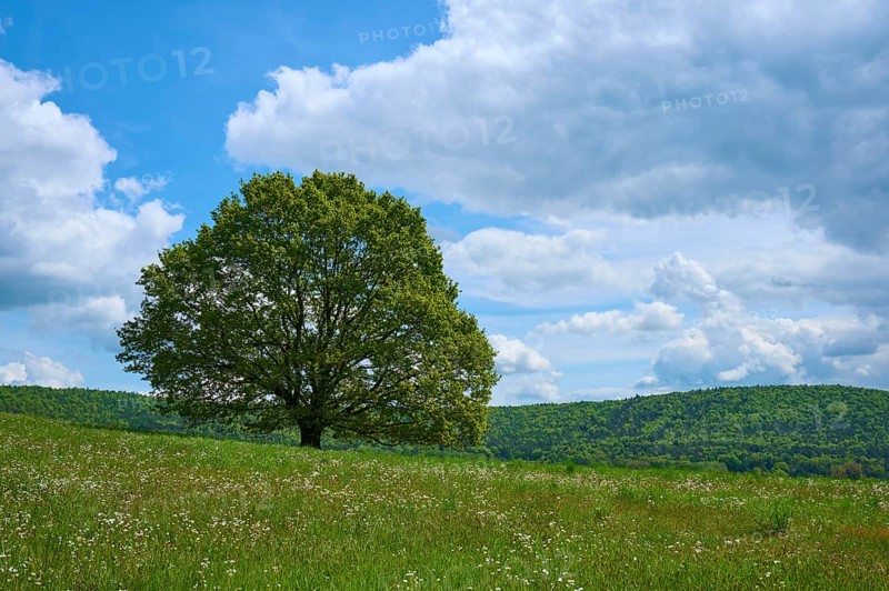 Oak tree