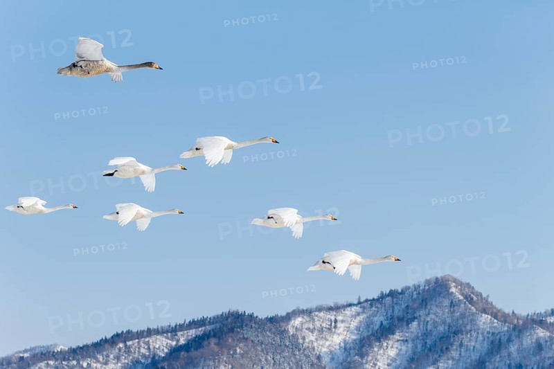 Whooper Swans