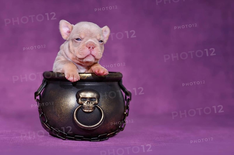 New Shade Isabella Orange Tan French Bulldog dog puppy in Halloween witch cauldron on purple background
