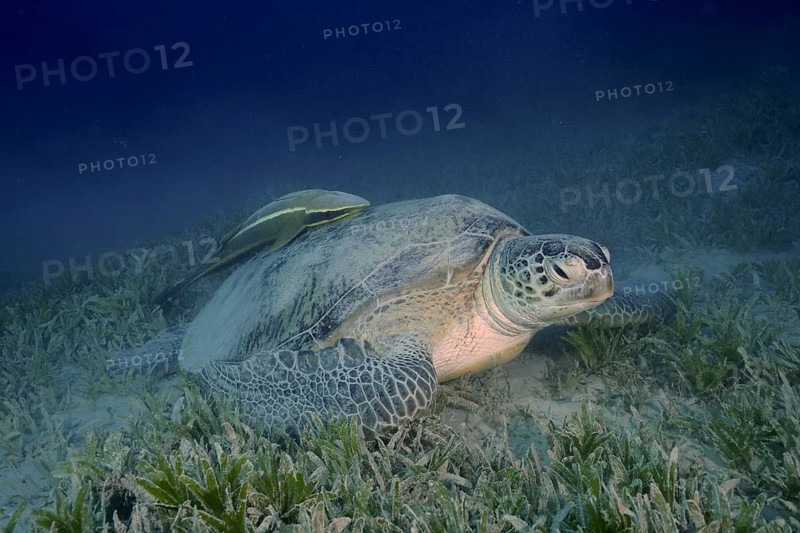 Green turtle