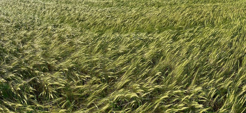 Barley