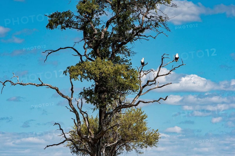 African Fish Eagle