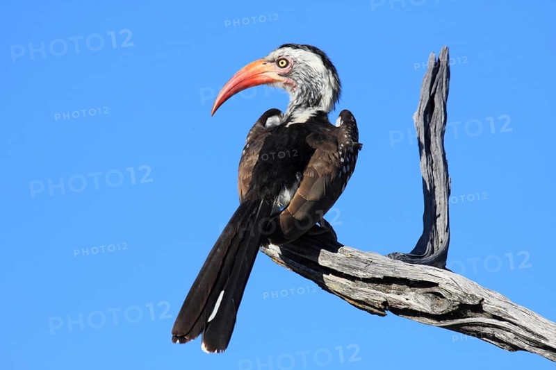Savannah Hornbill also Red-billed Hornbill