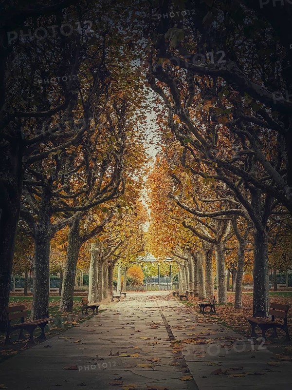Beautiful morning in the autumn park with golden alley of sycamore trees. Fall season scene