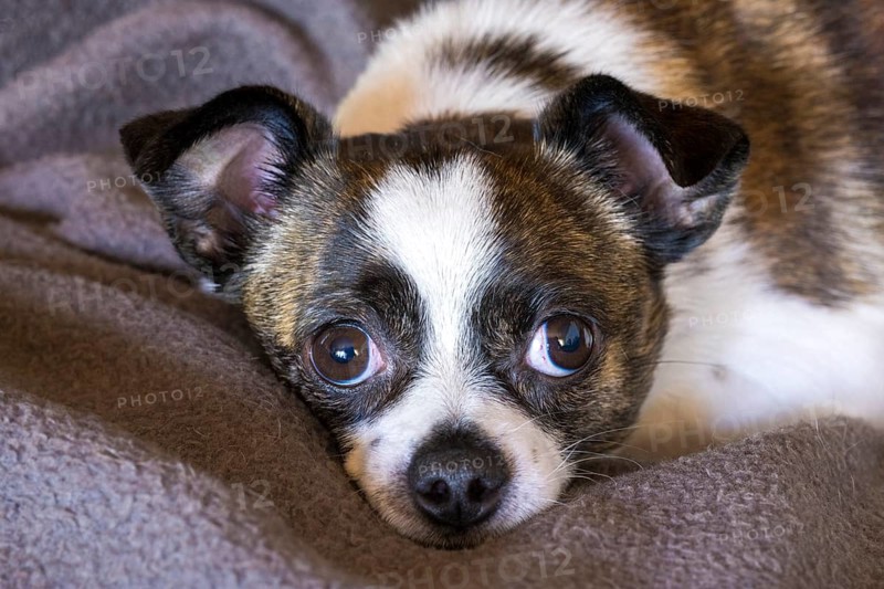 Small Chihuahua dog