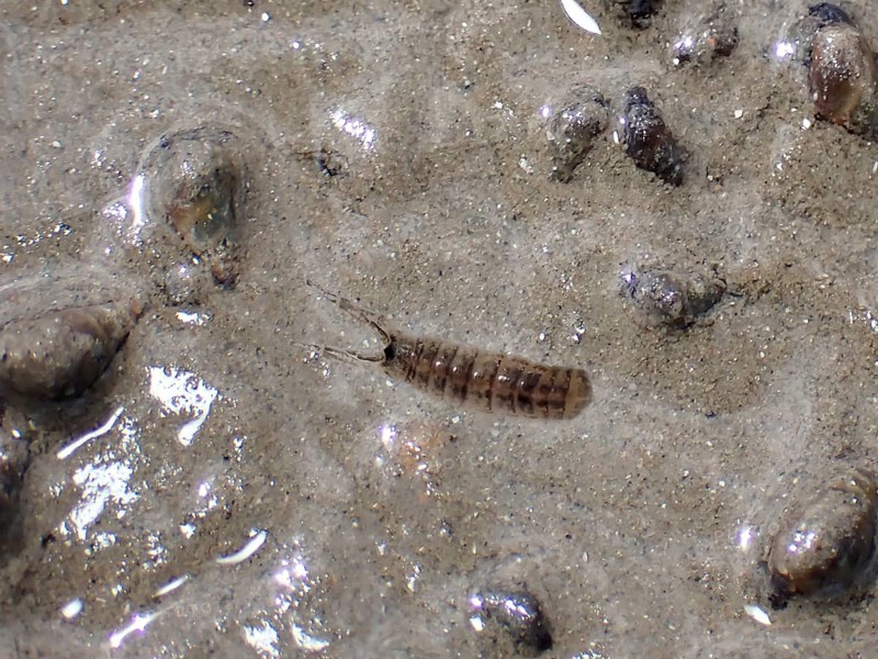 Mud crab