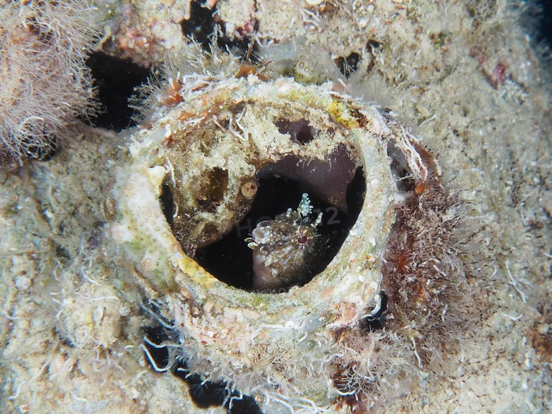 A sabre-toothed blenny