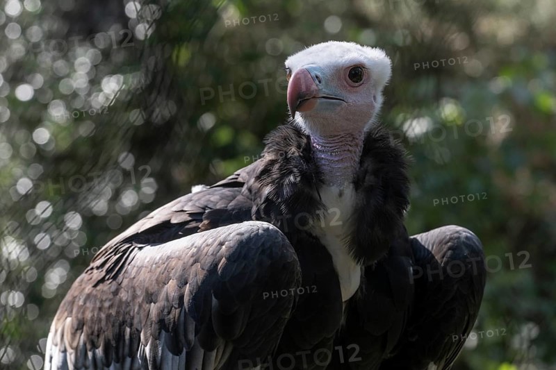 Woolly-headed Vulture