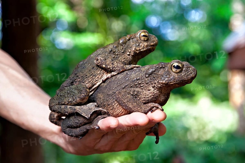 Megophryids