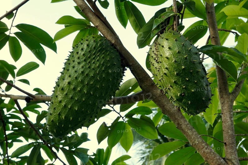 Soursop on tree