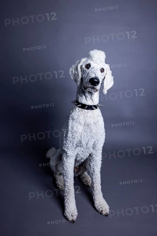 White dog