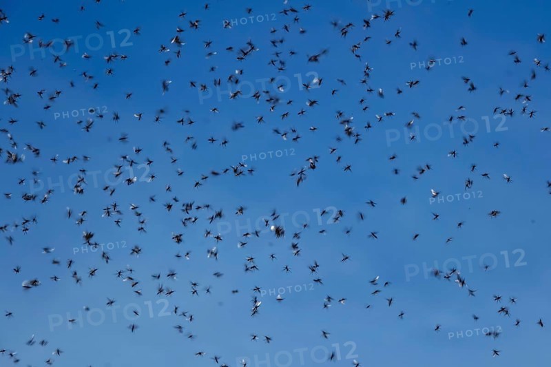 Winged ants