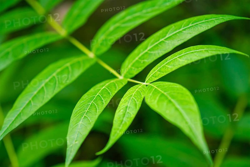 China-sumac