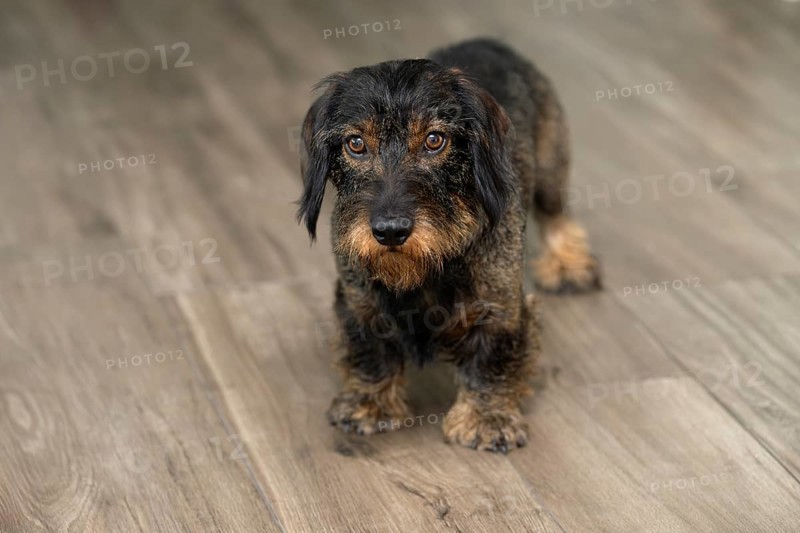 Rough-haired dachshund