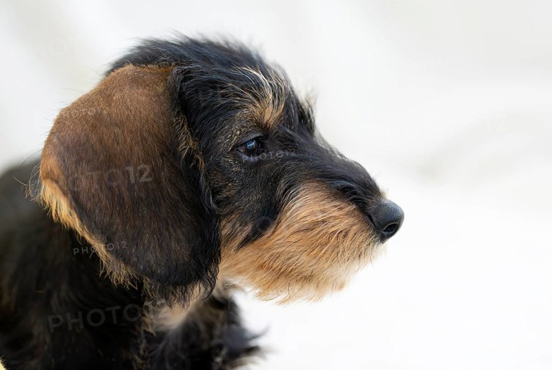 Rough-haired dachshund