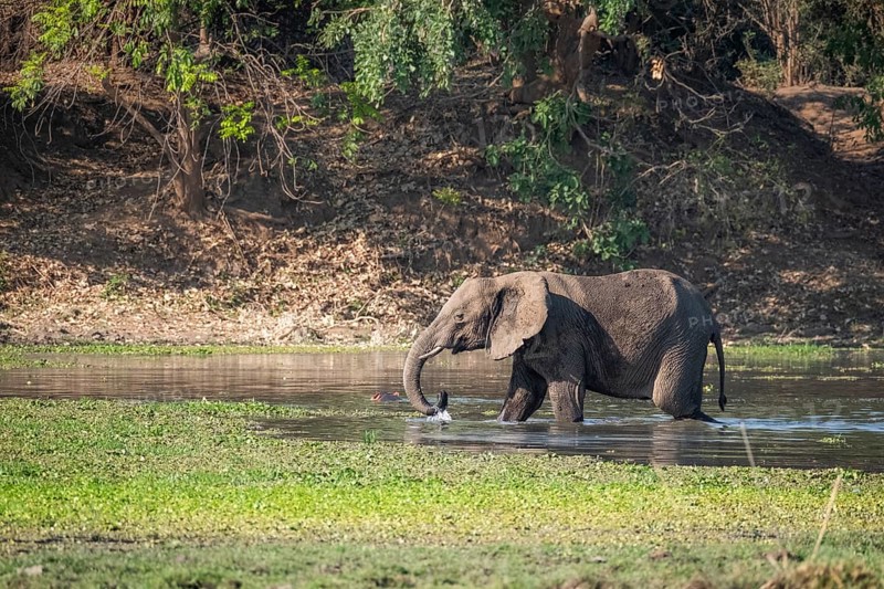 Young elephant wading through water. Splashing water with its trunk. Side view portrait of full length body. Lower Zambezi National Park