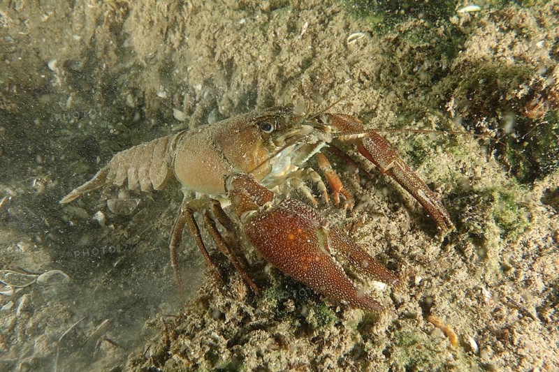 European crayfish