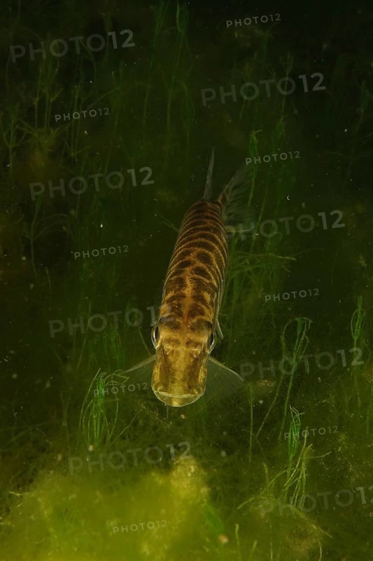 Pike